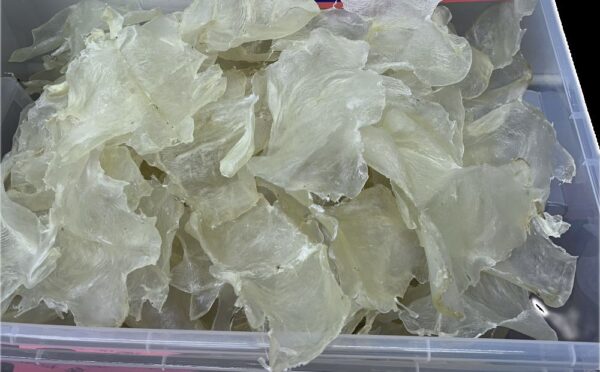 fish maw 8 10 ea (1/2lb)