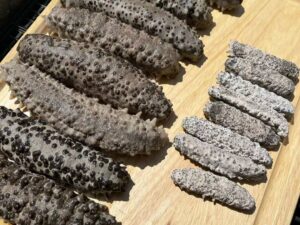 medium sea cucumber 1/2 lb