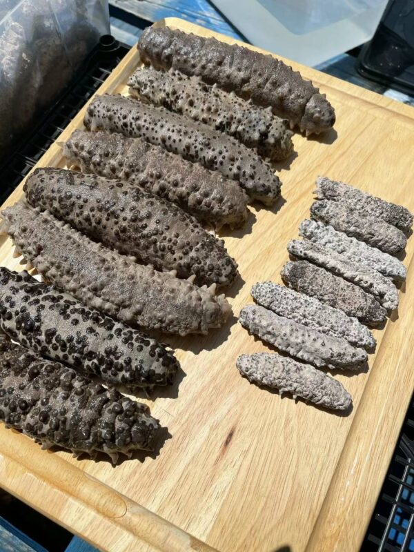 medium sea cucumber 1/2 lb