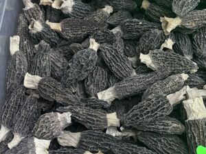 special morchella (½ lb)