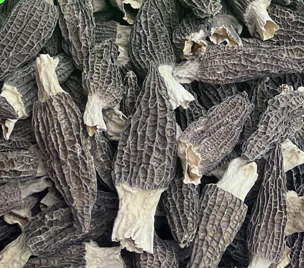 large size morchella (½ lb)