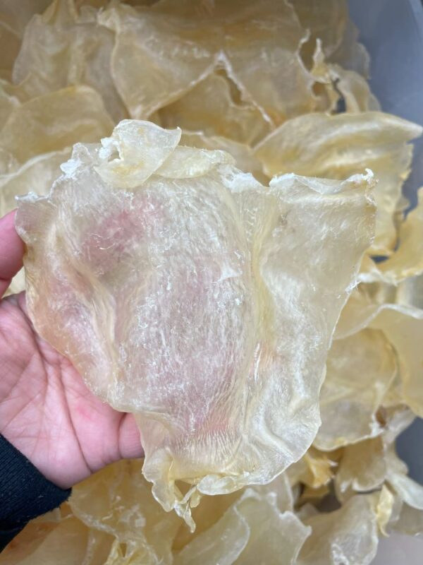 south america large fish maw 1 lb